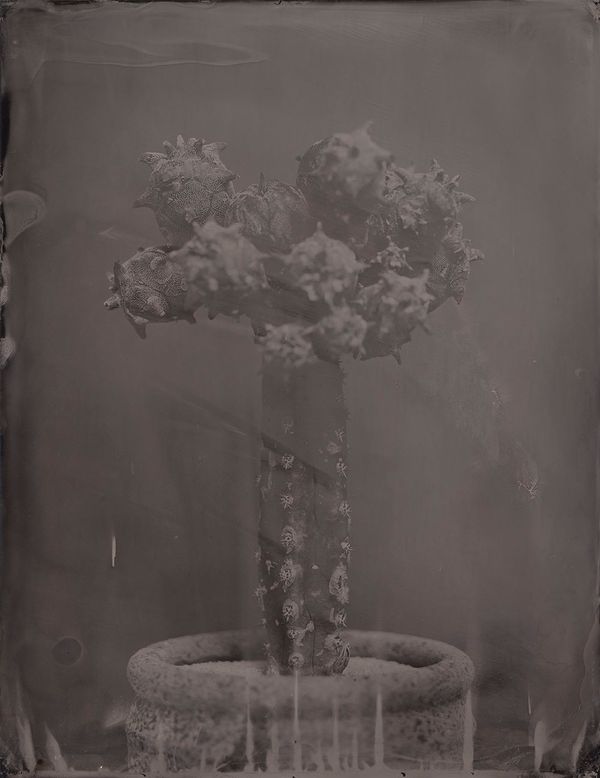 © Ryo Ohwada, from the series, Qusamura-Honzo