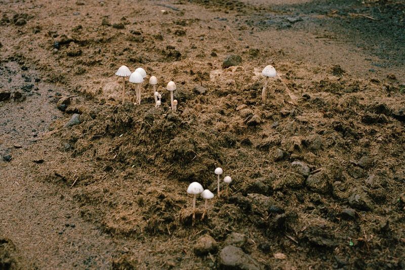 © Verónica Puche, from the series Such as My Great Uncle, Eaten by a Shark