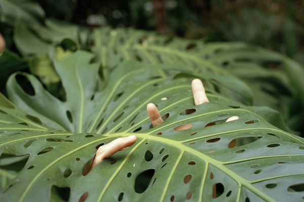 © Verónica Puche, from the series Such as My Great Uncle, Eaten by a Shark
