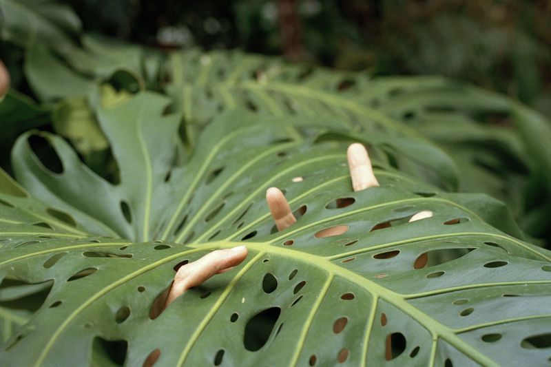 © Verónica Puche, from the series Such as My Great Uncle, Eaten by a Shark