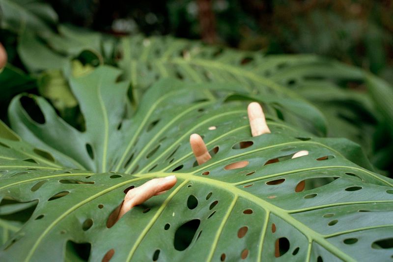 © Verónica Puche, from the series Such as My Great Uncle, Eaten by a Shark
