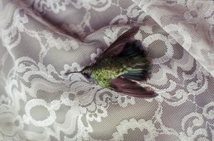 A Radiating Home by Humming Birds and Blue Dust