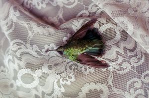 A Radiating Home by Humming Birds and Blue Dust