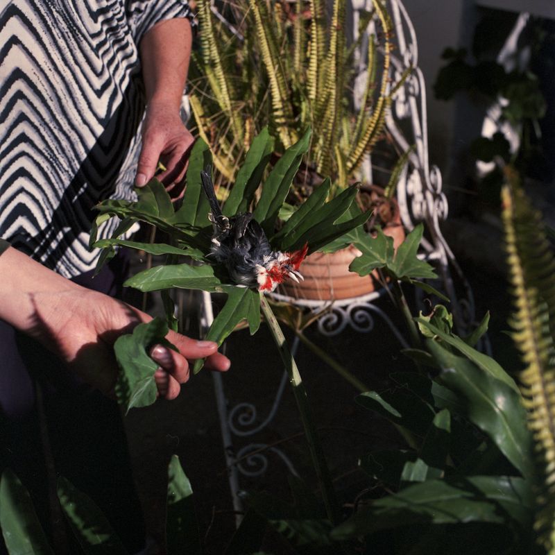 A Radiating Home by Humming Birds and Blue Dust