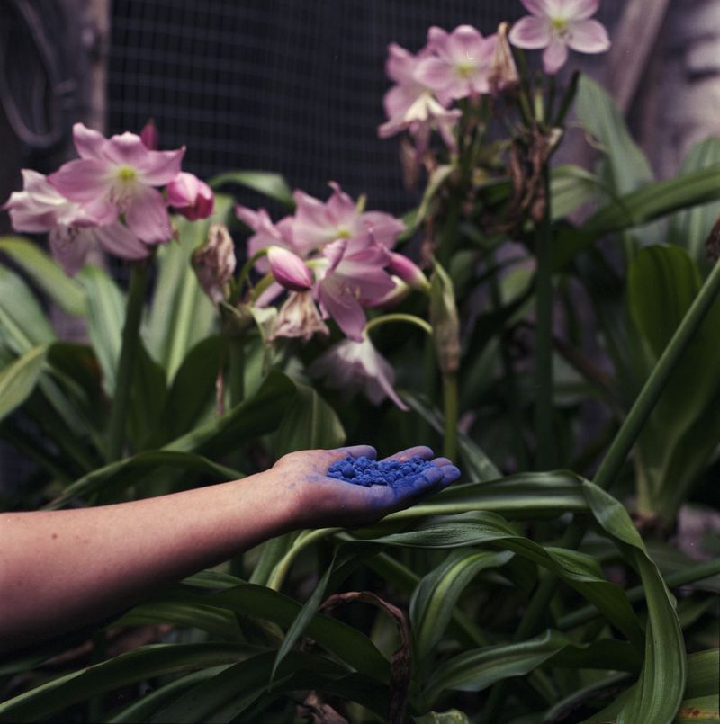 A Radiating Home by Humming Birds and Blue Dust