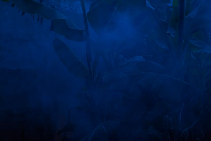 Unveiling Afro-Mexican Celebrations as a Mark of Freedom