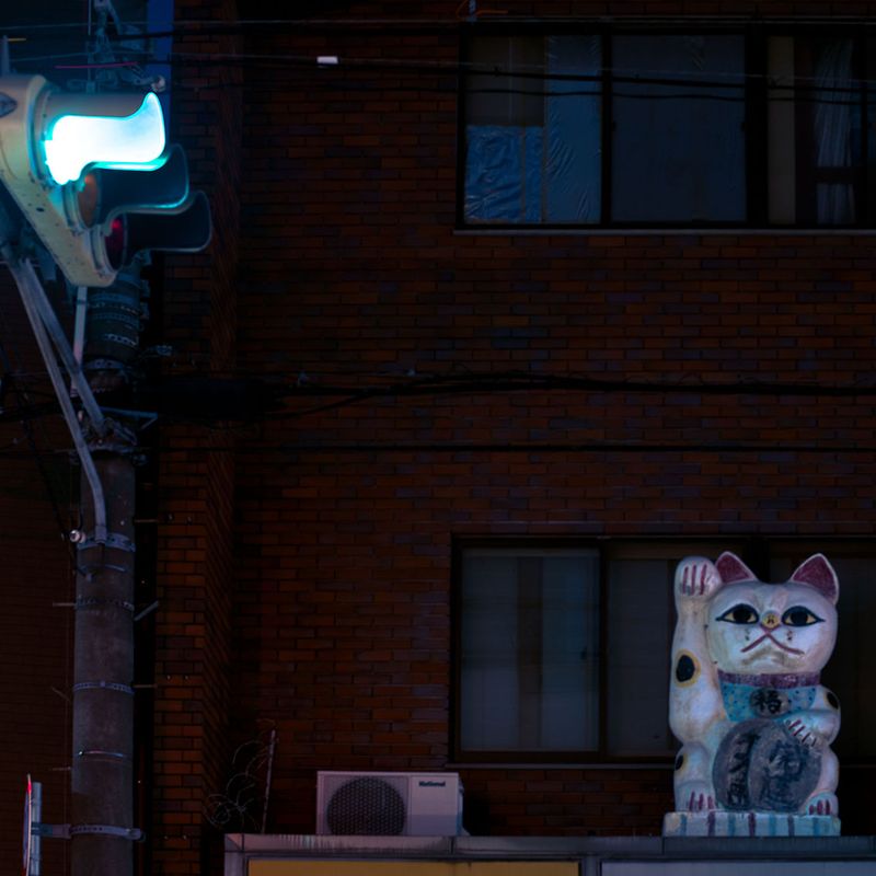 © Linzi Bugeja - slight night shiver 4 - cat