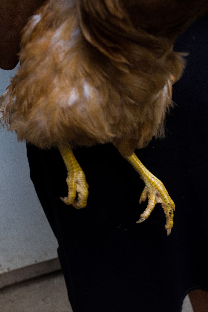 © Federica Cocciro - Image from the Wild Strawberries photography project