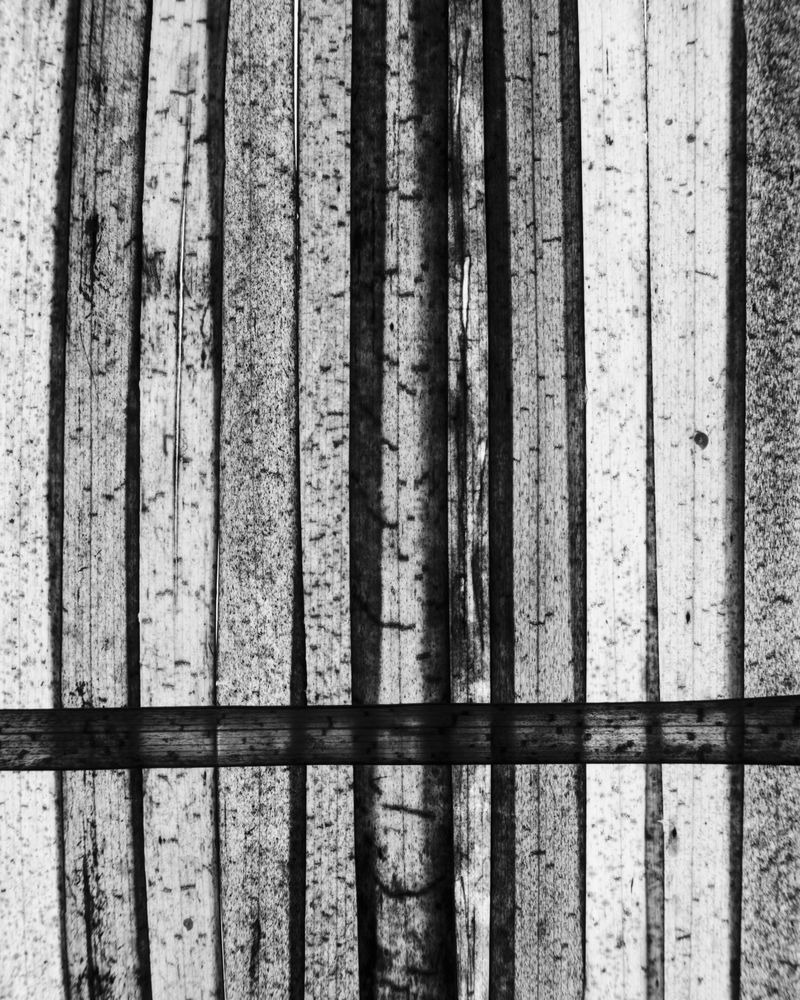 © Gökhan Tanrıöver - Image from the WAITING TO BE A FLOWER UNDERNEATH THE FIG TREE photography project