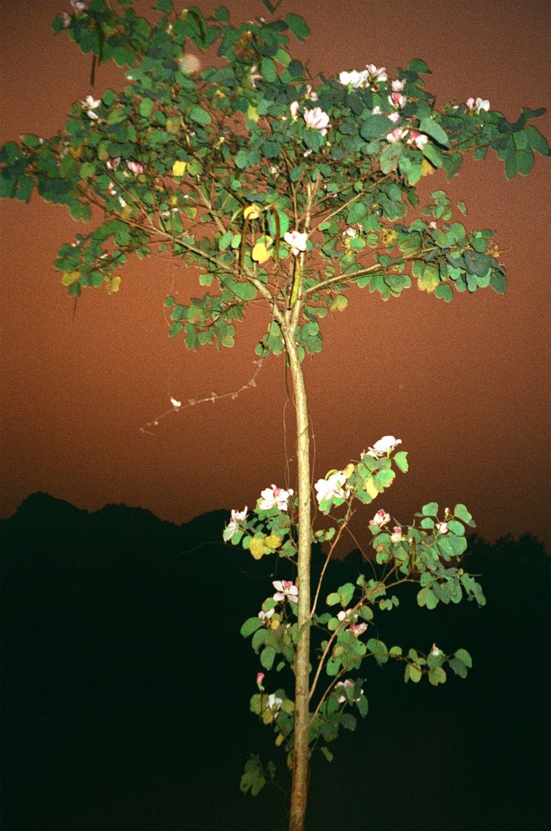 © Aya Zahra - You're Always With Me, Ninh Binh, Vietnam