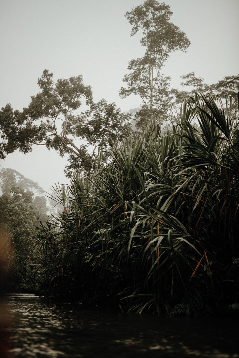 © Antüpewma Rülkelme Mella - The Forest Breathes First