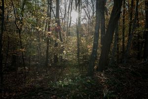 Dissonant Identities 