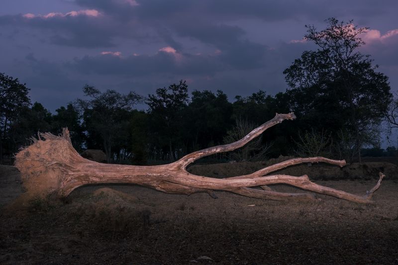 © Shashwat Das - Image from the Jungle Mahal photography project