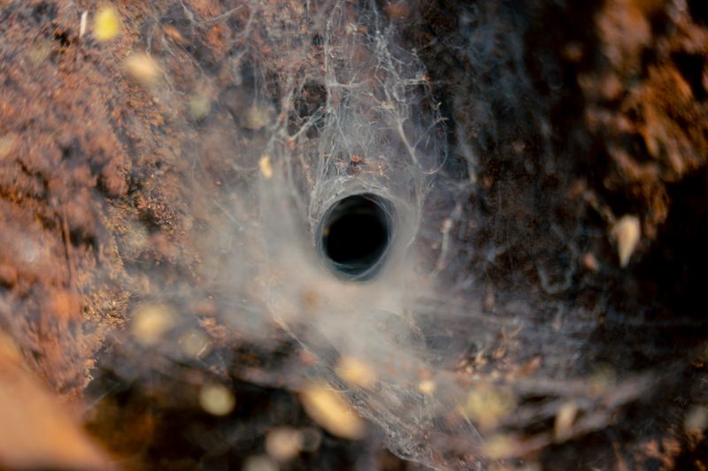 © Shashwat Das - Image from the Jungle Mahal photography project