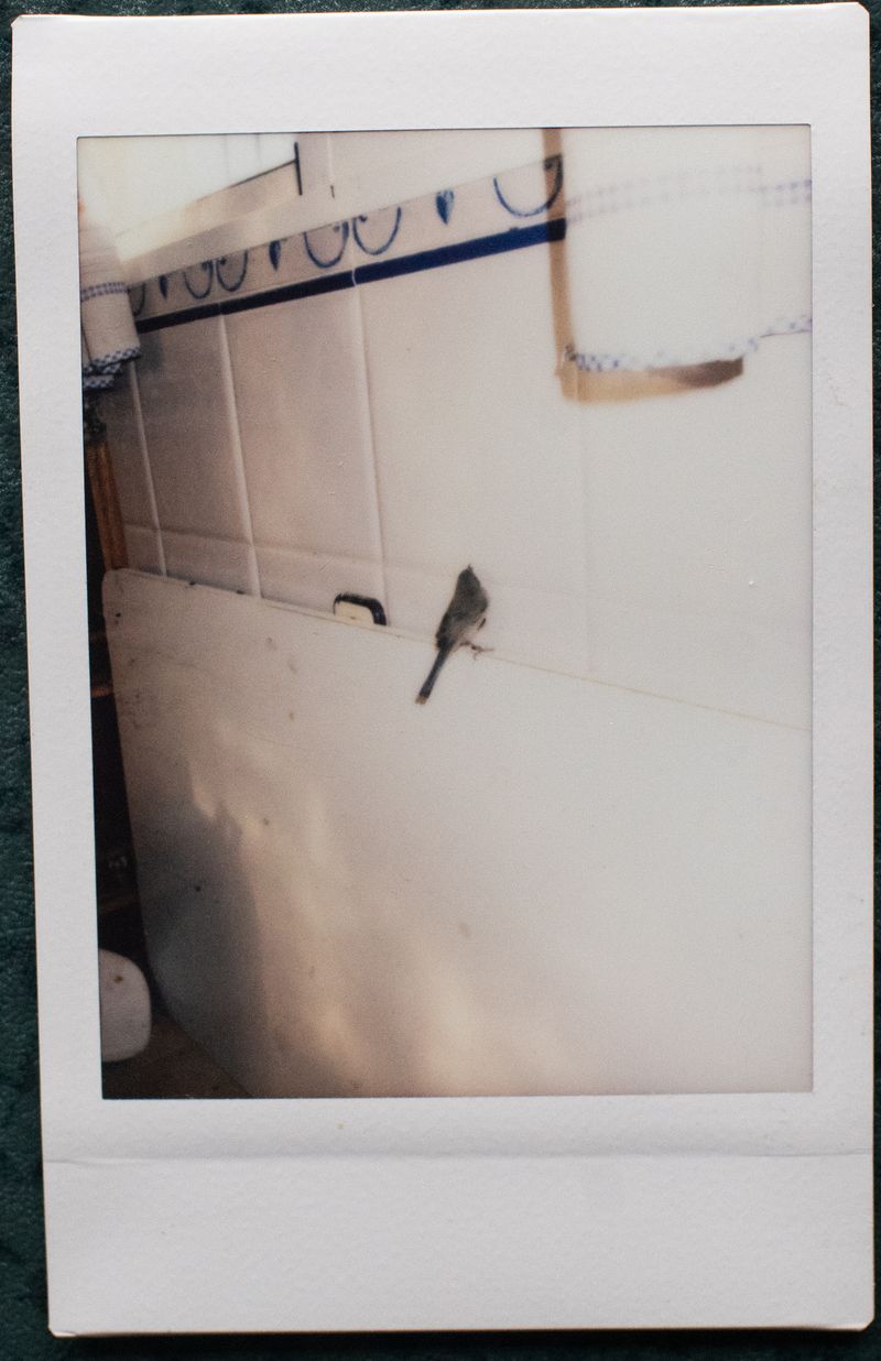 © Irmina Walczak - Image from the Oasis: In our quarantine yard. photography project
