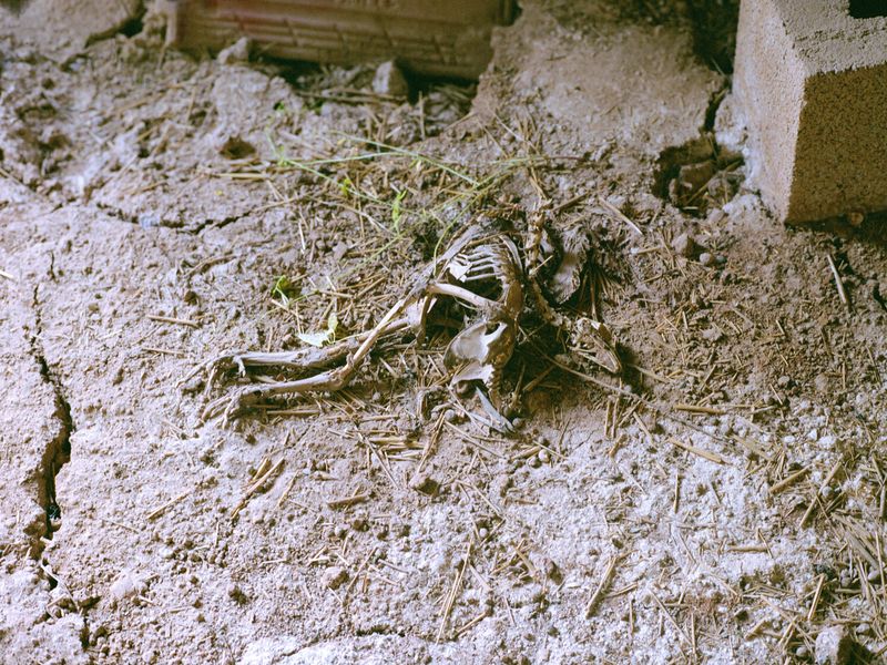 © Irmina Walczak - Image from the Oasis: In our quarantine yard. photography project