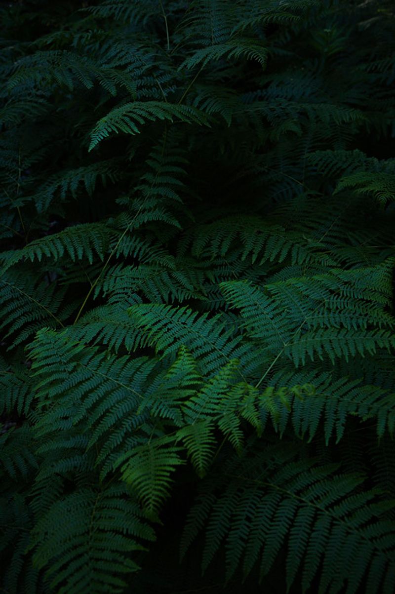 © Eli Garmendia - Image from the Sleeping Forest  photography project