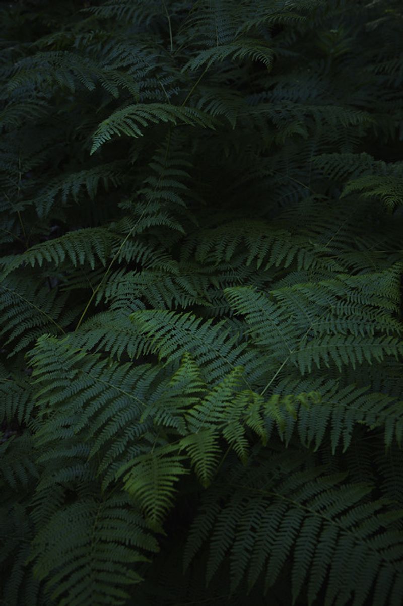 © Eli Garmendia - Image from the Sleeping Forest  photography project
