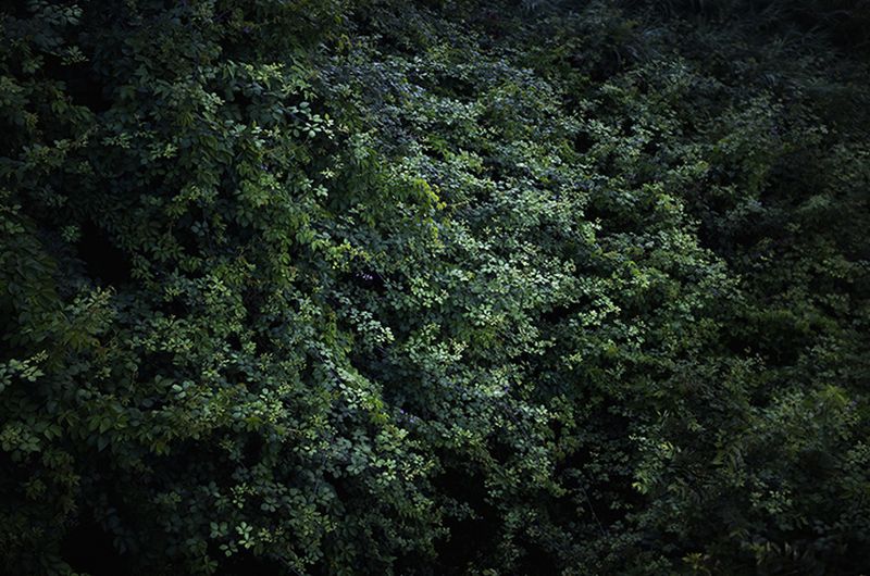 © Eli Garmendia - Image from the Sleeping Forest  photography project