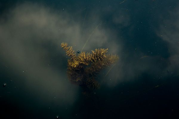 © Eli Garmendia - Image from the Sleeping Forest  photography project