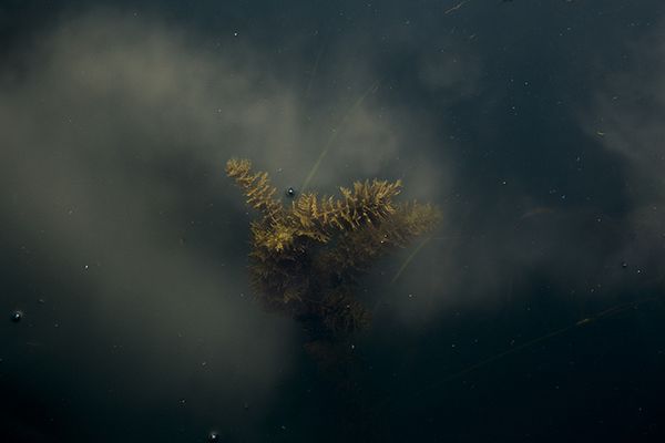 © Eli Garmendia - Image from the Sleeping Forest  photography project
