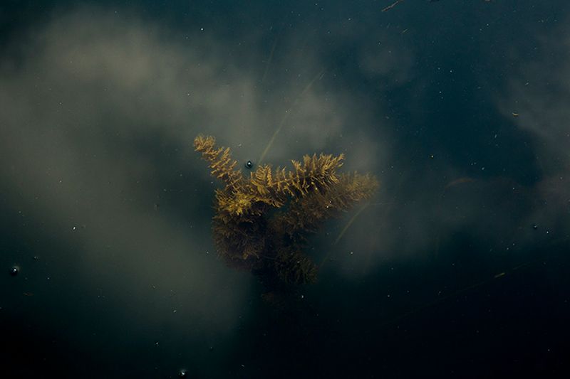 © Eli Garmendia - Image from the Sleeping Forest  photography project