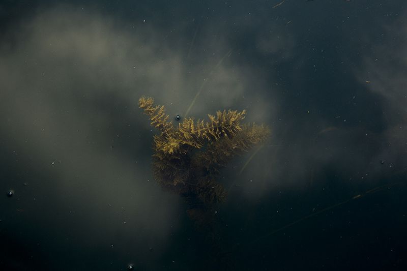 © Eli Garmendia - Image from the Sleeping Forest  photography project