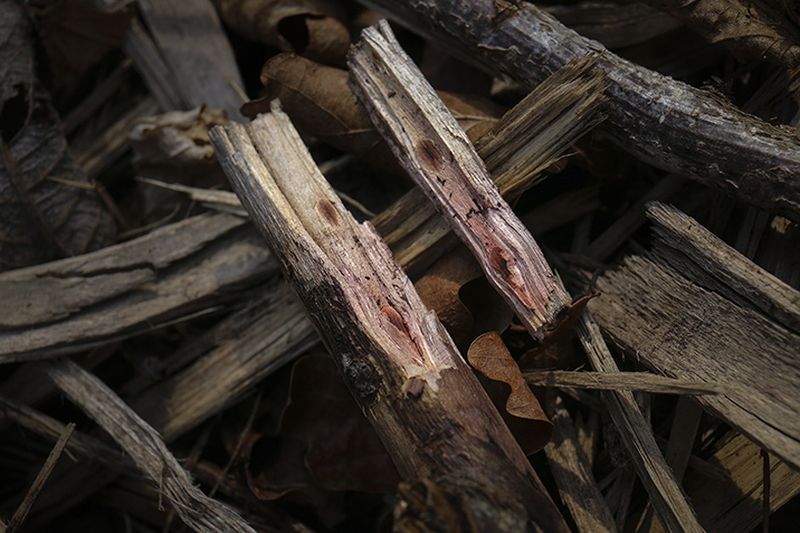 © Eli Garmendia - Image from the Sleeping Forest  photography project
