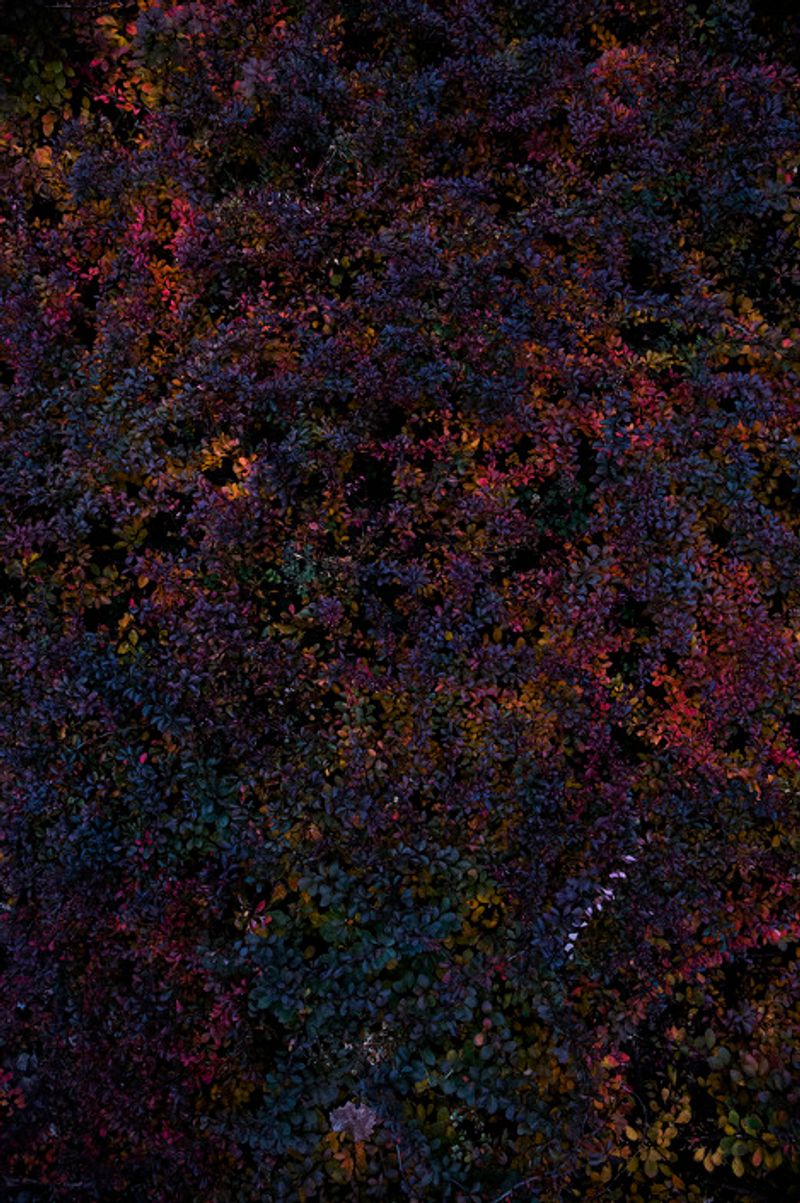 © Eli Garmendia - Image from the Sleeping Forest  photography project