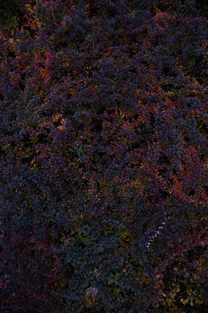 © Eli Garmendia - Image from the Sleeping Forest  photography project
