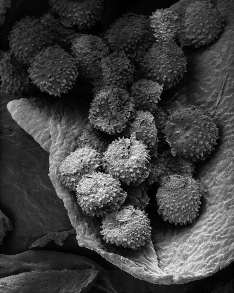 © Oliver Woods - Electron microscope image of pollen from a dust sample taken from the front room.