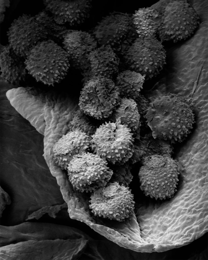 © Oliver Woods - Electron microscope image of pollen from a dust sample taken from the front room.