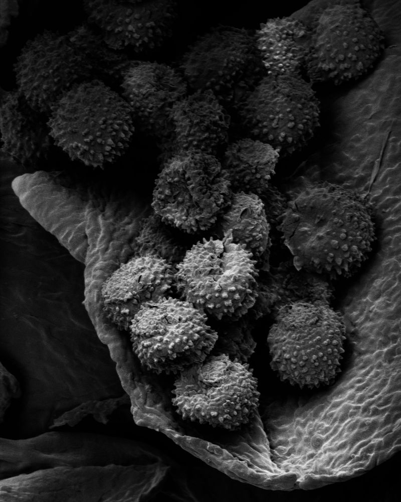 © Oliver Woods - An electron microscope image of pollen found in a dust sample from the top of a wardrobe.