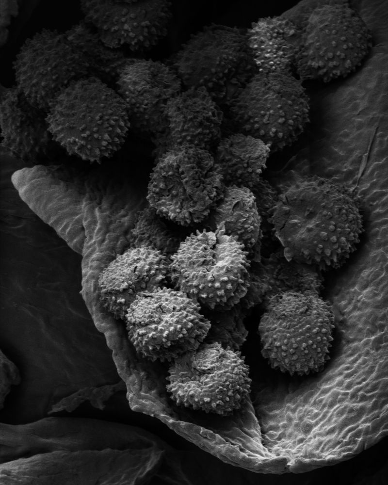 © Oliver Woods - An electron microscope image of pollen found in a dust sample from the top of a wardrobe.