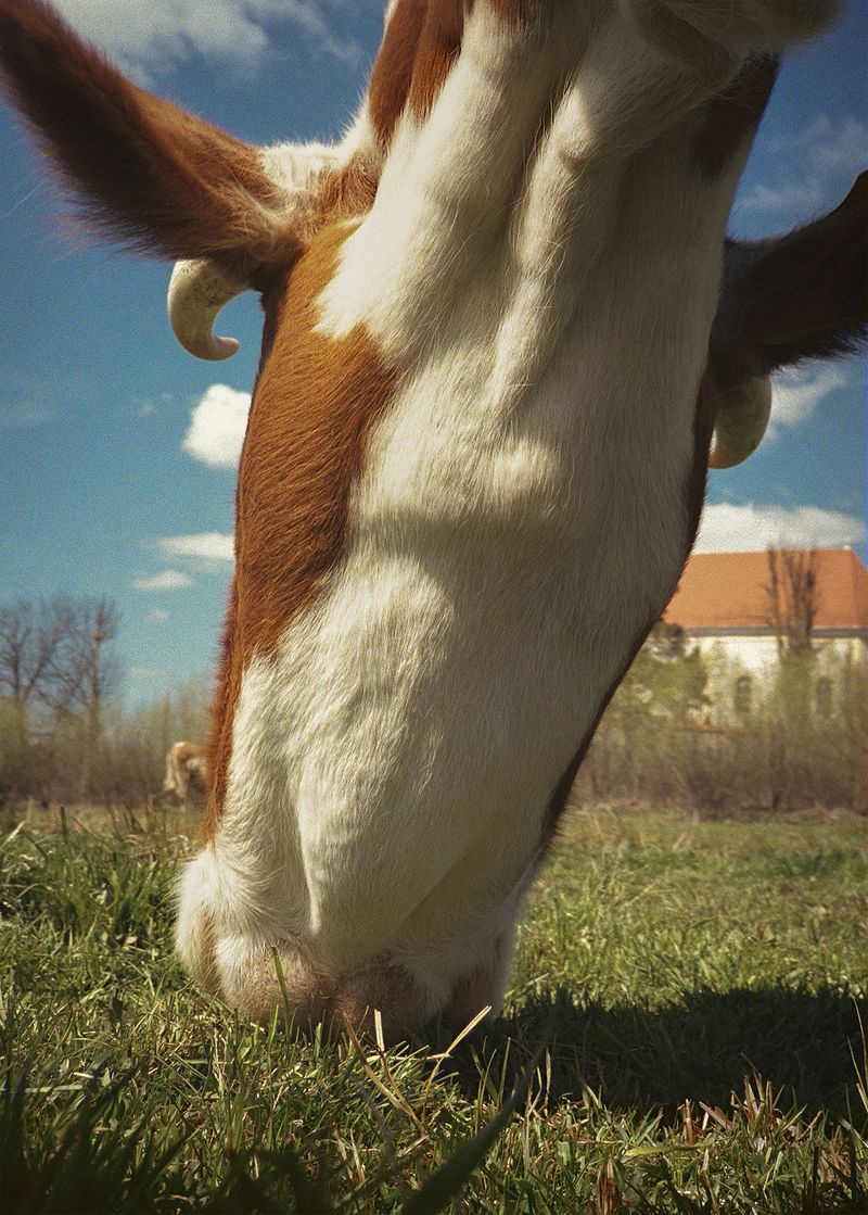© Anna Szász-Bányász - Image from the The future is no longer the same photography project