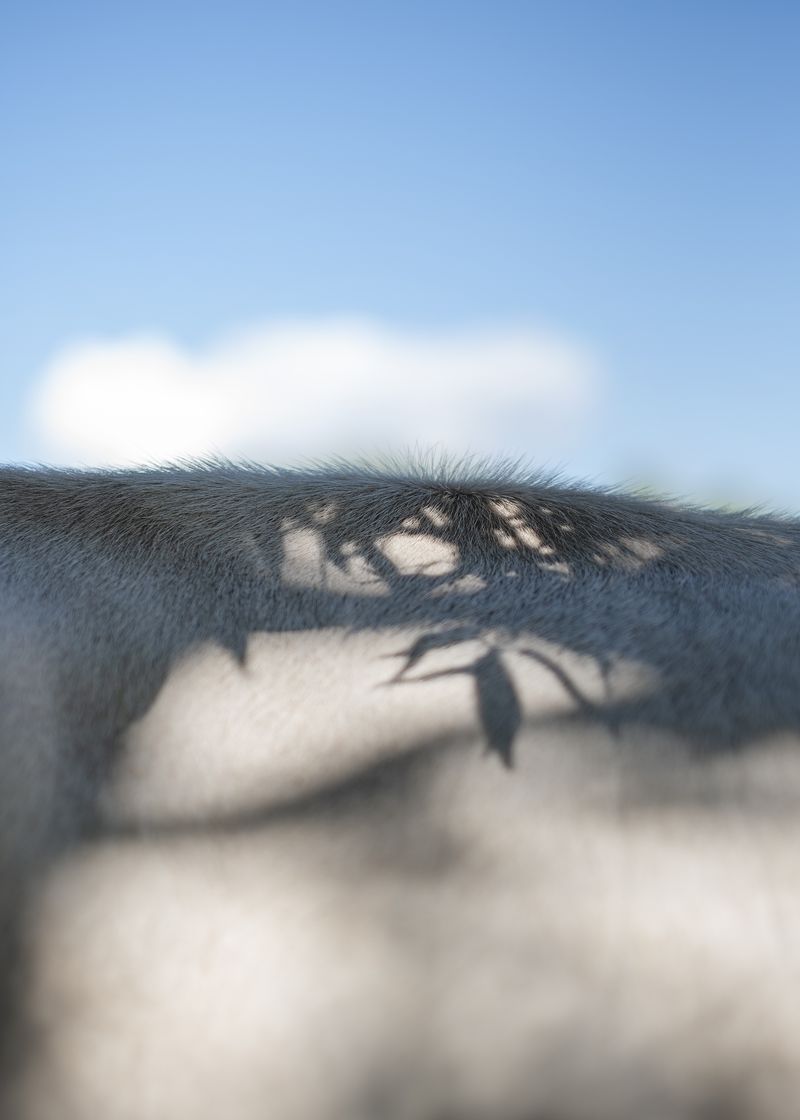 © Anna Szász-Bányász - Image from the The future is no longer the same photography project
