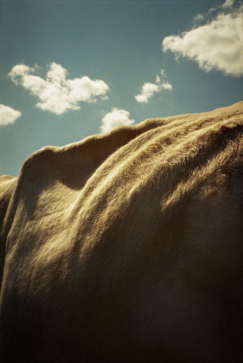 © Anna Szász-Bányász - Image from the The future is no longer the same photography project