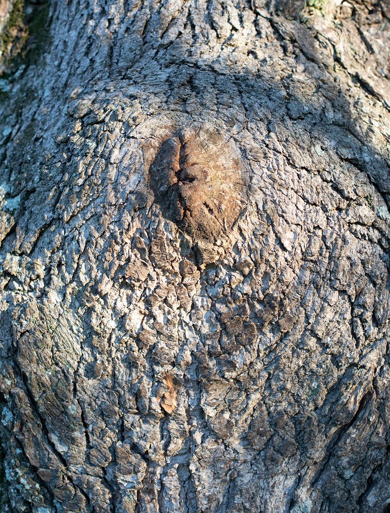 © Ilaria Gioia - I can see the head!