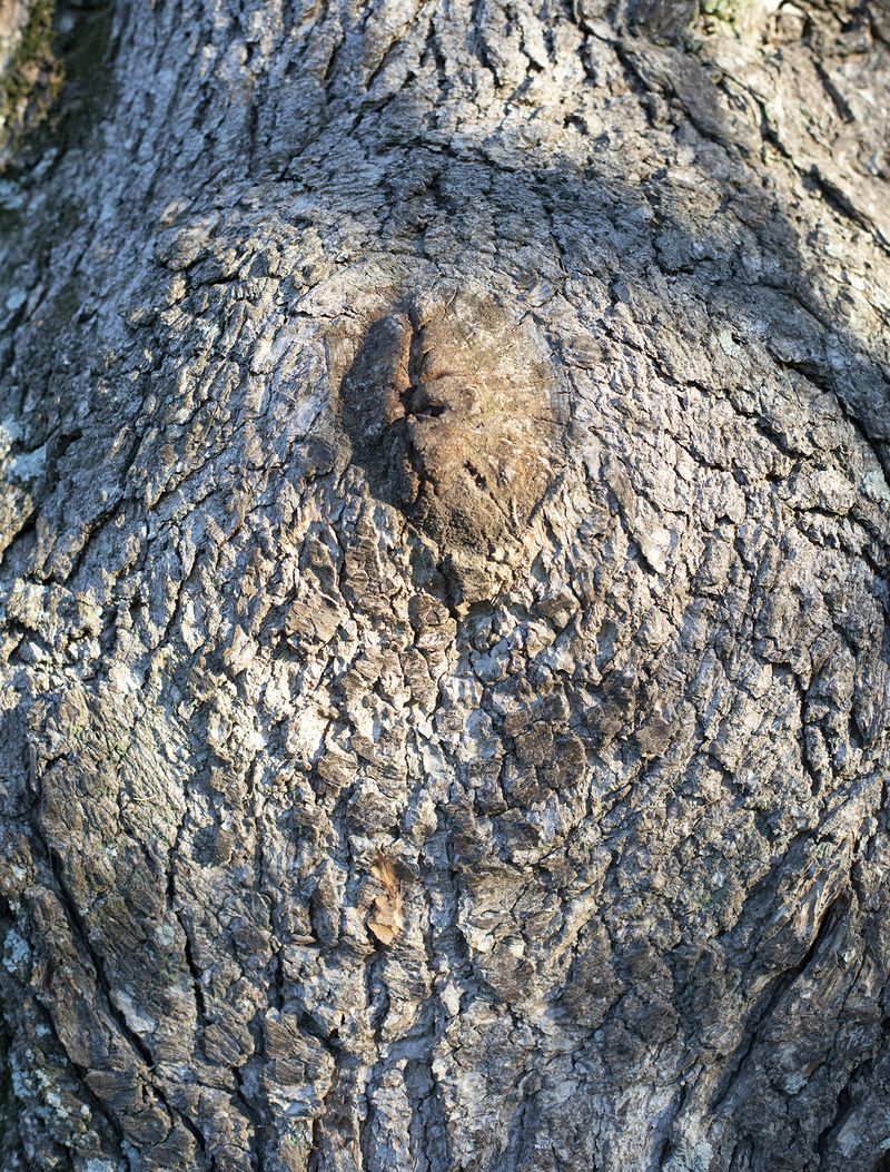 © Ilaria Gioia - I can see the head!