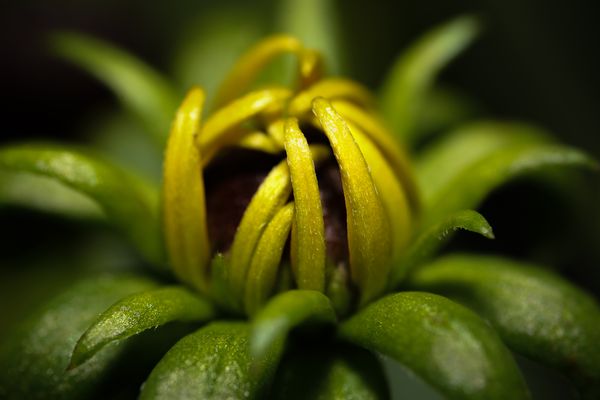 © Marta Fiscus - Image from the One Year Up Close photography project