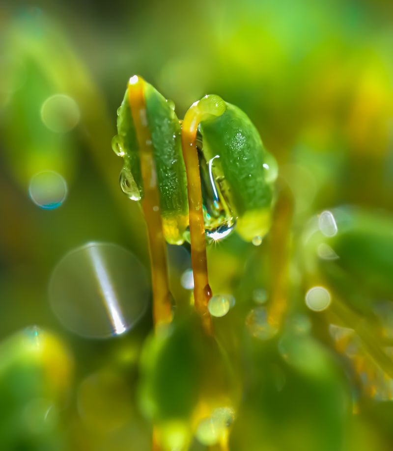 © Marta Fiscus - Image from the One Year Up Close photography project