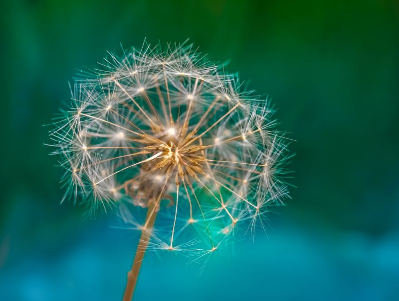 © Marta Fiscus - Image from the One Year Up Close photography project