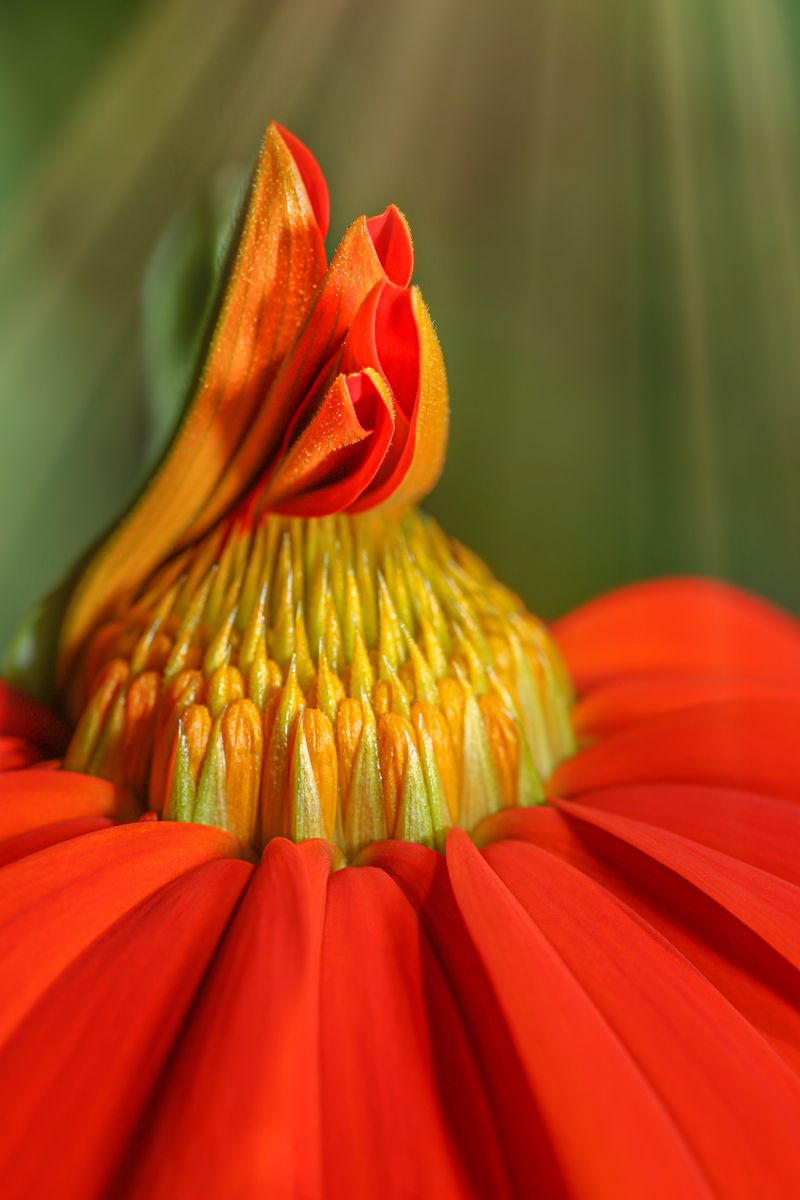 © Marta Fiscus - Image from the One Year Up Close photography project