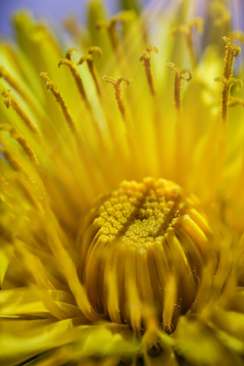 © Marta Fiscus - Image from the One Year Up Close photography project