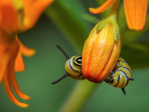 © Marta Fiscus - Image from the One Year Up Close photography project