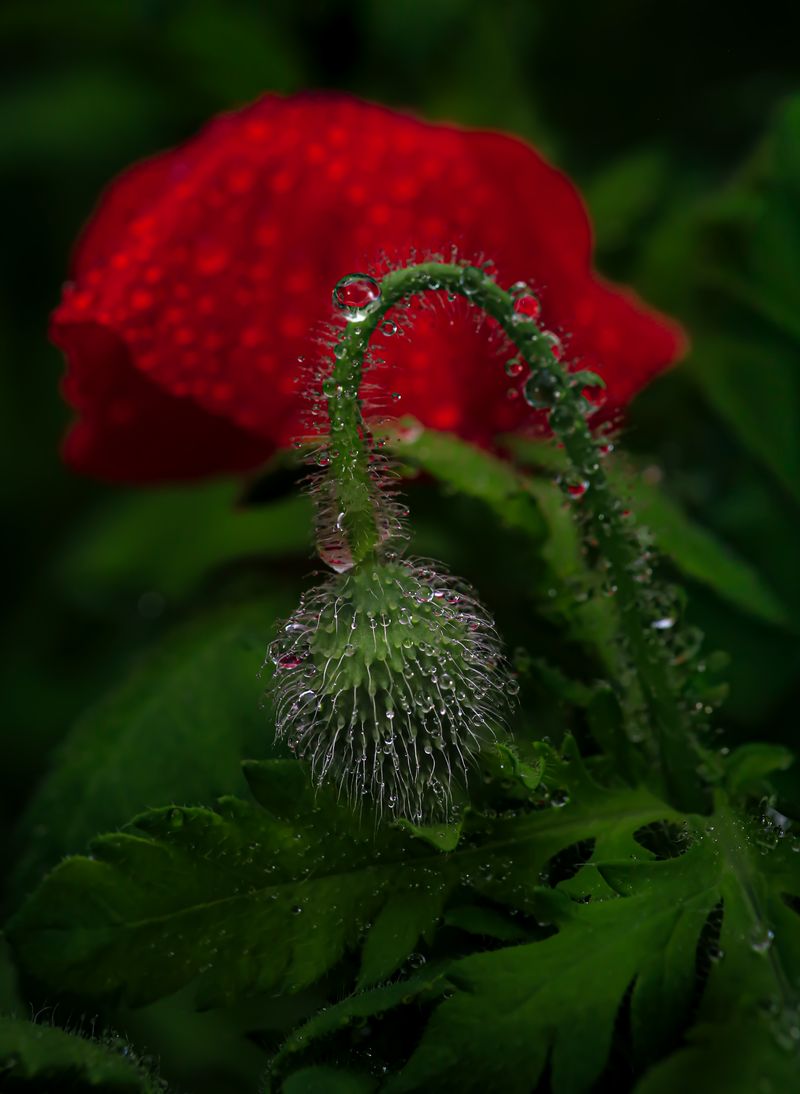 © Marta Fiscus - Image from the Poppies in the Flesh - An Intimate Study of Light on Red photography project
