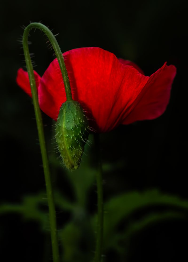 © Marta Fiscus - Image from the Poppies in the Flesh - An Intimate Study of Light on Red photography project