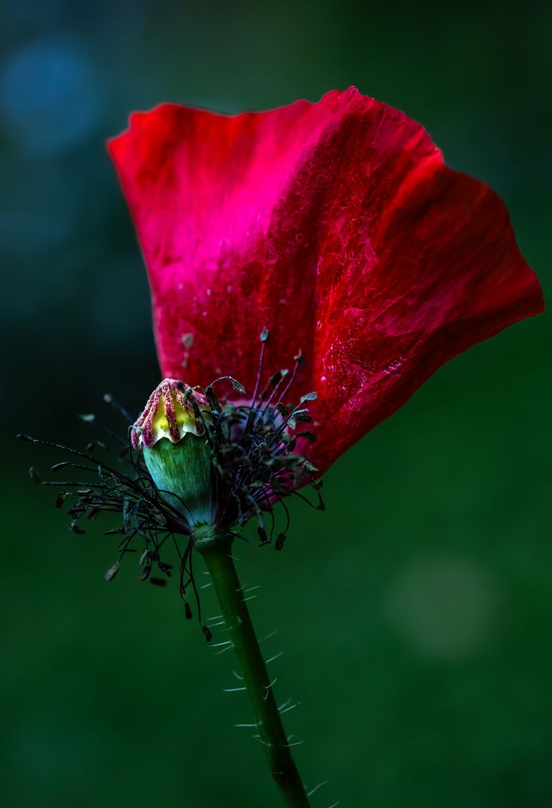 © Marta Fiscus - Image from the Poppies in the Flesh - An Intimate Study of Light on Red photography project