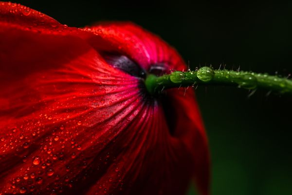 © Marta Fiscus - Image from the Poppies in the Flesh - An Intimate Study of Light on Red photography project