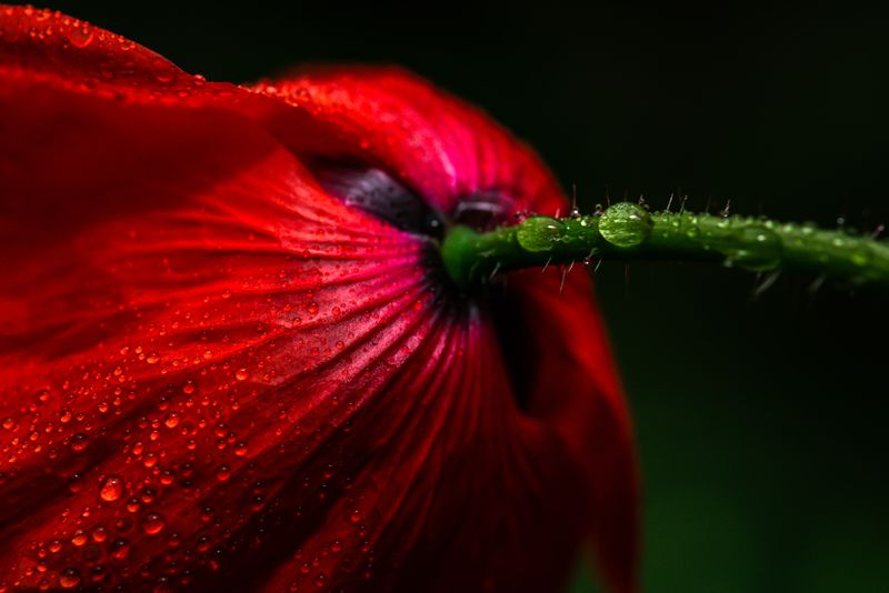 © Marta Fiscus - Image from the Poppies in the Flesh - An Intimate Study of Light on Red photography project